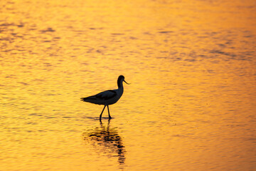 Water bird pied avocet, Recurvirostra avosetta, standing in the water in orange sunset light. The pied avocet is a large black and white wader with long, upturned beak