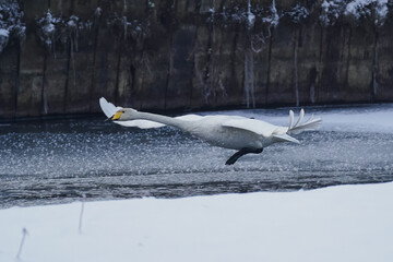 飛び立つハクチョウ