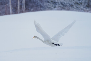 飛び立つハクチョウ