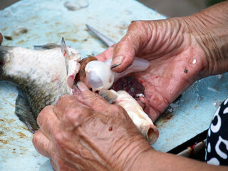 The process of extracting entrails from caught fish. Dirty nails are a risk of microbial...