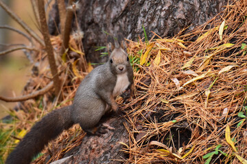 地面に下りた秋のエゾリス