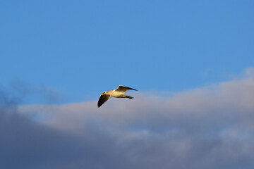 夕陽を受けるカモメ