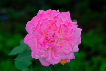 Beautiful full blooming multi-colored pink rose with blurred green leaves as background.