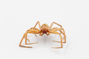 large brown spider hasmany eyes in Tropical forest on isolated background