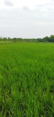 Obraz premium beautiful scenery describes a happy mood