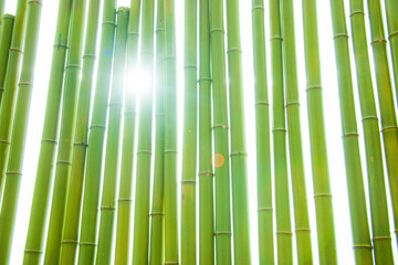 竹と光