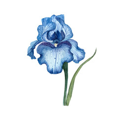 Watercolor iris, blue iris,handmade suitable for postcards