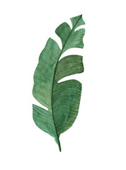Watercolor green leaf of monstera. Handmade design elements are suitable for creating invitations and greeting cards. 