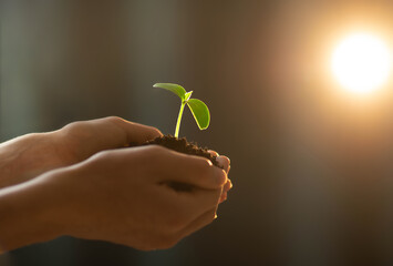 A young sprout in the hands of a person striving for light, the concept of a new life, a careful attitude to nature