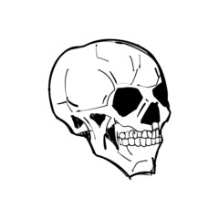 Skull Hand drawing. Skeleton head. vector illustration