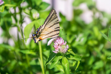 Beautiful Butterfly Scarce Swallowtail, Sail Swallowtail, Pear-tree Swallowtail, Podalirius. Latin...