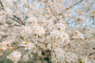 Blooming white sakura cherry blossom flowers close-up