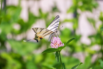Beautiful Butterfly Scarce Swallowtail, Sail Swallowtail, Pear-tree Swallowtail, Podalirius. Latin name Iphiclides podaliriu. Butterfly collects nectar on flower.