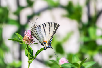 Beautiful Butterfly Scarce Swallowtail, Sail Swallowtail, Pear-tree Swallowtail, Podalirius. Latin name Iphiclides podaliriu. Butterfly collects nectar on flower.