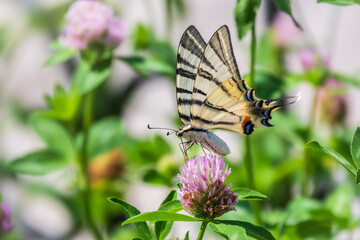 Beautiful Butterfly Scarce Swallowtail, Sail Swallowtail, Pear-tree Swallowtail, Podalirius. Latin name Iphiclides podaliriu. Butterfly collects nectar on flower.