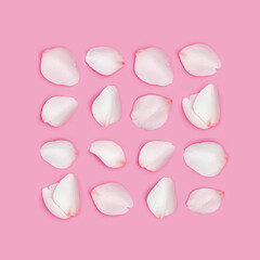 Pattern from white rose petals, square composition from flower petals on pink background. Minimal Valentines layout for February 14th. Festive valentine day concept. Flat lay, top view