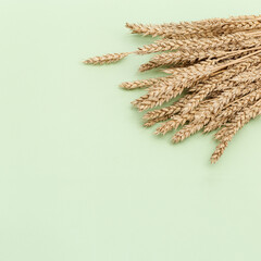 Spike of wheat close up. Cereal crop. Rich harvest creative concept. Still life image with natural...