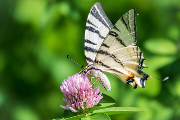 Obraz premium Beautiful Butterfly Scarce Swallowtail, Sail Swallowtail, Pear-tree Swallowtail, Podalirius. Latin name Iphiclides podaliriu. Butterfly collects nectar on flower.