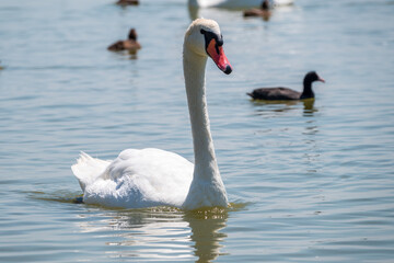 Graceful white Swan swimming in the lake, swans in the wild. Portrait of a white swan swimming on a lake.