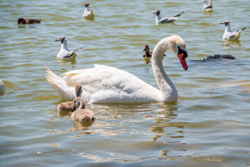 A female mute swan, Cygnus olor, swimming on a lake with its new born baby cygnets. Mute swan protects its small offspring. Gray, fluffy new born baby cygnets.