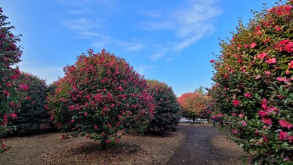 camellia of winter