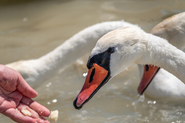 Girl feeding a mute swan in a lake from hand.