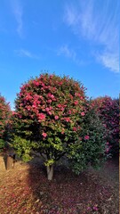 Naklejka premium camellia of winter