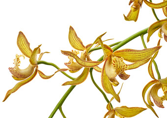 Cymbidium tracyanum orchid plant, Tracy's cymbidium, Large yellow orchid, isolated on white...