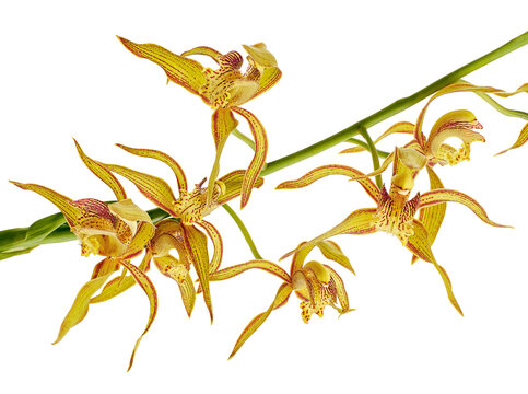 Cymbidium tracyanum orchid plant, Tracy's cymbidium, Large yellow orchid, isolated on white background, with clipping path  