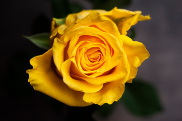 Beautiful yellow rose gift present nature love romance valentine 