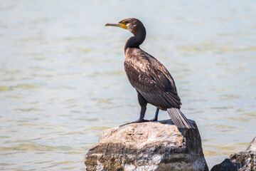 Great cormorant, Phalacrocorax carbo, standing on a stone on the sea shore.