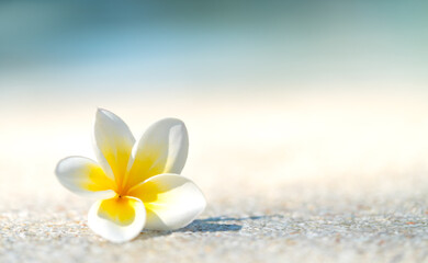 Fototapeta na wymiar Beautiful white plumeria flower on the ground beside swimming pool, daylight image in the morning.