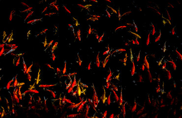 Many fancy carp swimming in a pond. Small fancy carps Fish or Koi swim in the pond, view from above.