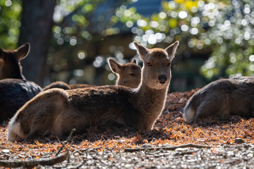 Female deer is relaxed and enjoys sunbathing in the sunny spot of winter. In the back light.