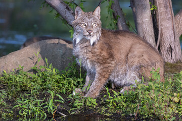 Fototapeta premium lynx sitting under a tree 