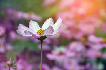 Pink cosmos flower blooming with natural blurred background, vintage style.