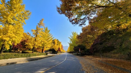 autumn leaves landscape