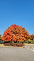 Obraz premium autumn leaves landscape