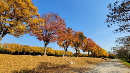 autumn leaves landscape