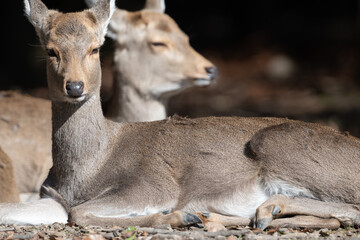 Female deer is enjoys sunbathing in the sunny spot of winter.