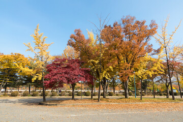 autumn leaves landscape