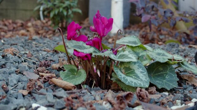 Cyclamen Dark Pink in garden with gravel and autumn leaves debris, static