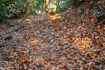 山道を覆うたくさんの落ち葉