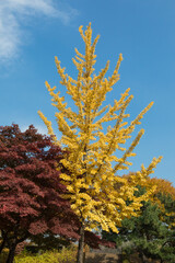 autumn leaves landscape