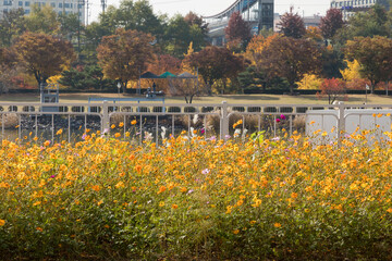 autumn leaves landscape