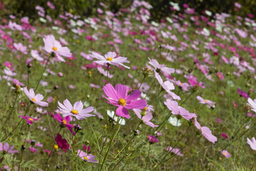 autumn leaves landscape