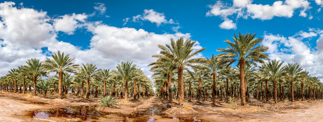 Panorama. Plantation of date palms for healthy and GMO free food production, image depicts desert and arid agriculture industry in the Middle East.  - 480855658