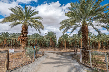 Fototapeta na wymiar Countryside gravel road among plantations of date palms, image depicts healthy food and GMO free food production. Agriculture industry in desert and arid areas of the Middle East