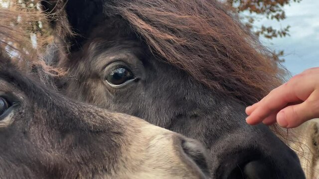 Close up of a girl petting ponies on a dutch farm in sunset.