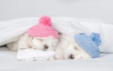 Two Maltese puppies wearing warm knitted hats sleep together under white warm blanket on a bed at home